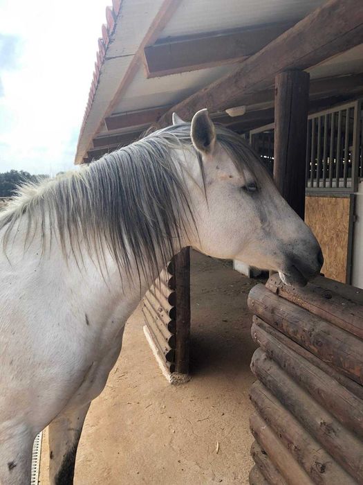 Venda de cavalos ,potros, e burros bem tratados.