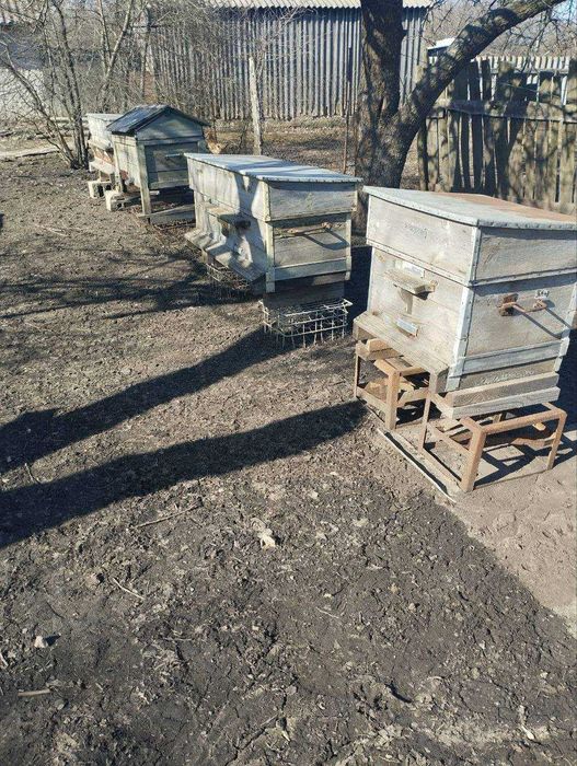 Продам сім'ї бджіл 'українська степова'