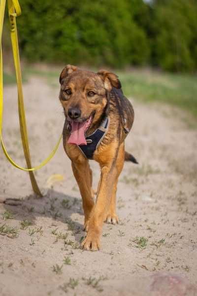 Łagodny nieduży Feluś szuka domku