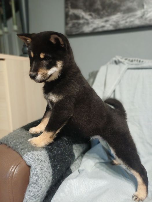 Shiba inu-Gotowy do odbioru