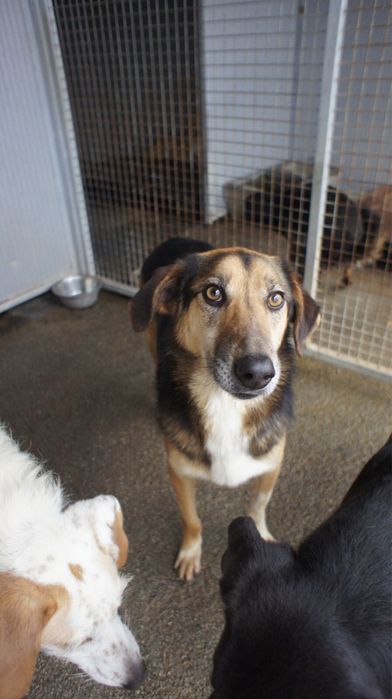 Patolas cadela porte medio grande