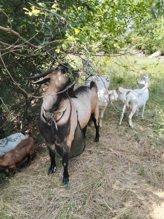 Продам козла (цапа)