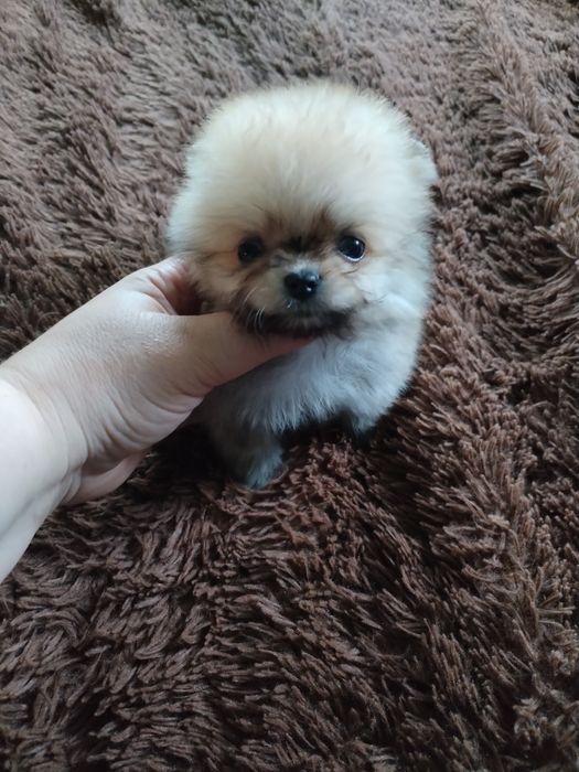 Померанцы шпиц выбор