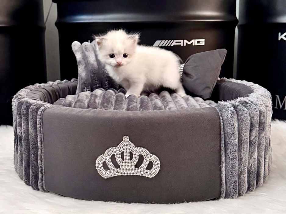 Ragdoll  kocurek