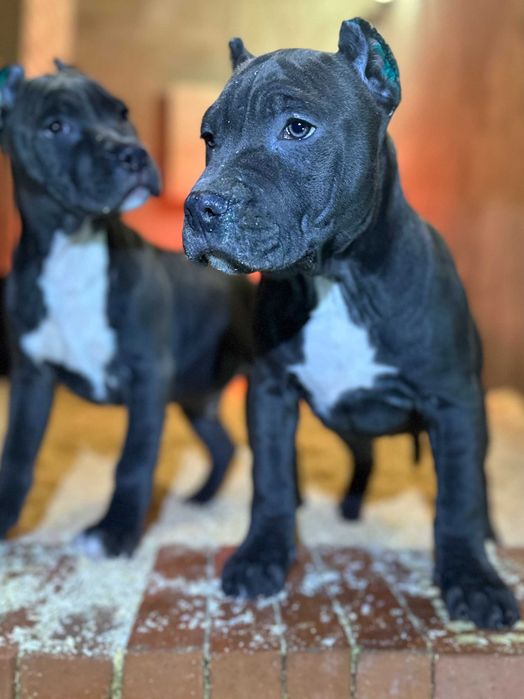 Щенки АСТ Амстафф