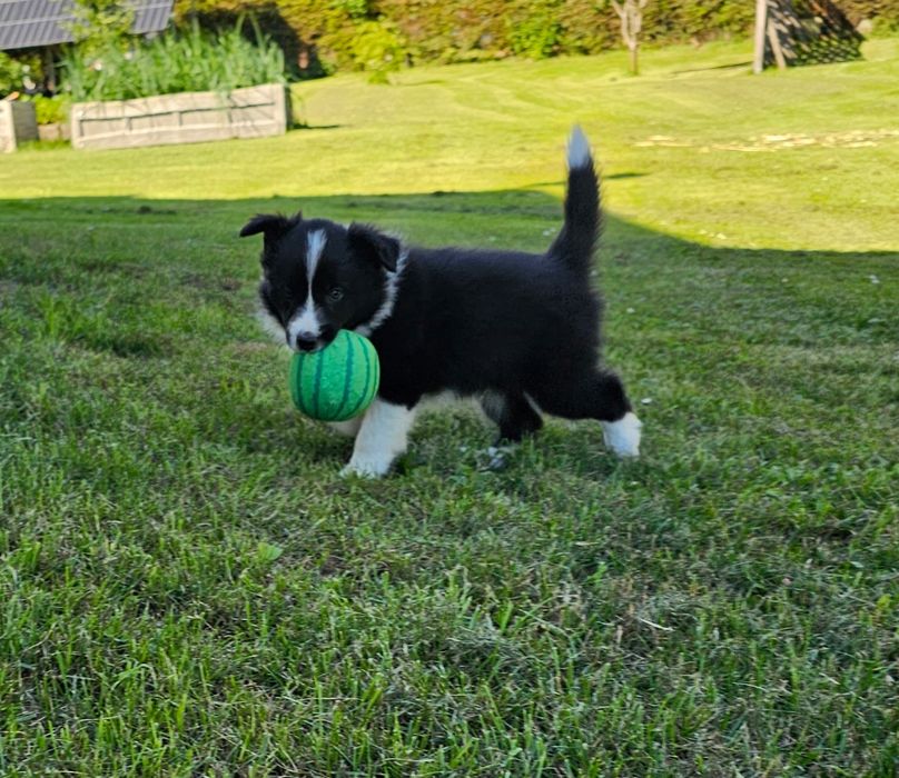 Border collie piesek