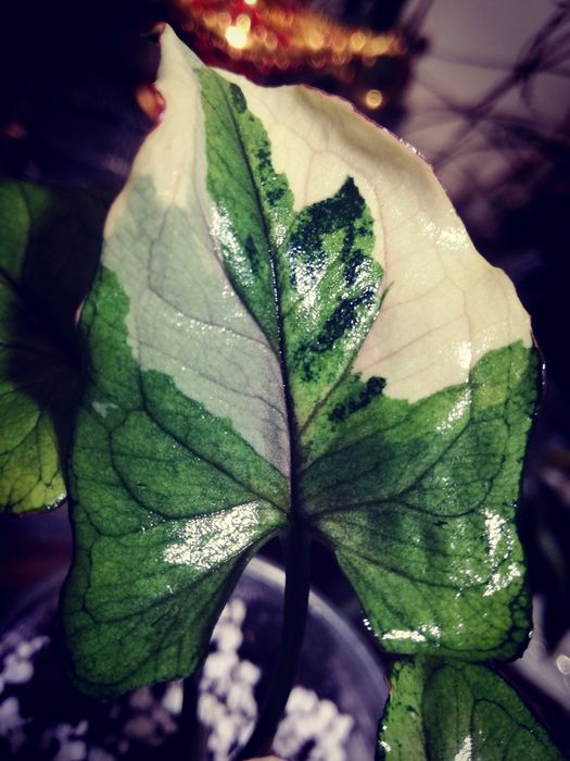 Syngonium WHITE PRINCESS Variegata pink WIELKA RZADKOŚĆ Unikat Monstera Philodendron