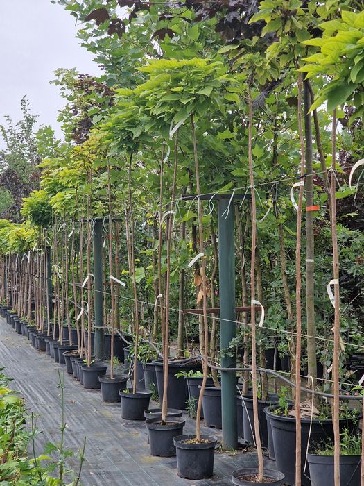 Grab, Klon, Wiśnia  DRZEWA ALEJOWE Szkółka WEBER Kicin