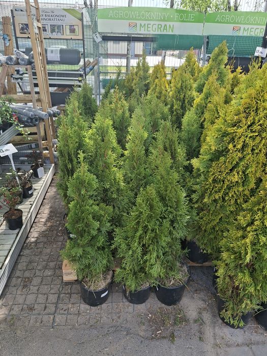 Thuja szmaragd i szmaragd gold