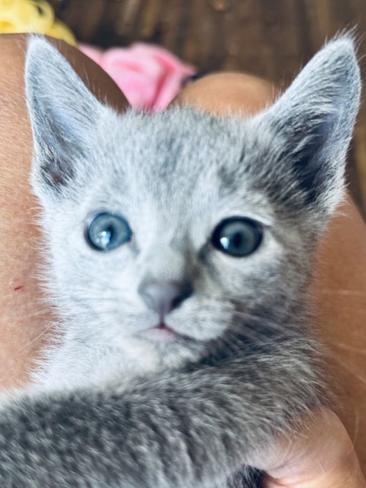 Rosyjski Niebieski Chłopiec