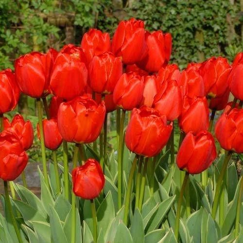 Тюльпаны разные - растения с луковицей