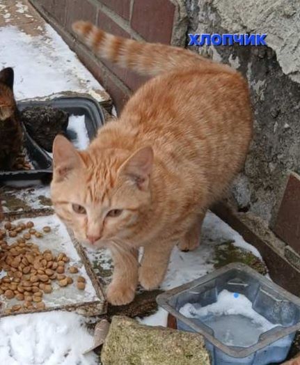 Віддам кошенят в надійні руки