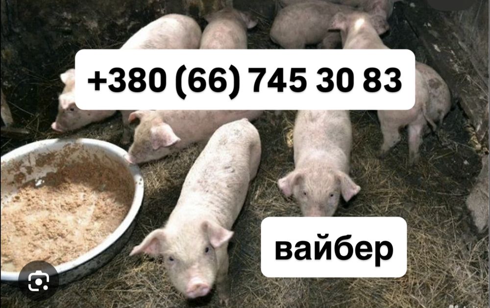Поросята продам / велика біла порода від 12 до 30