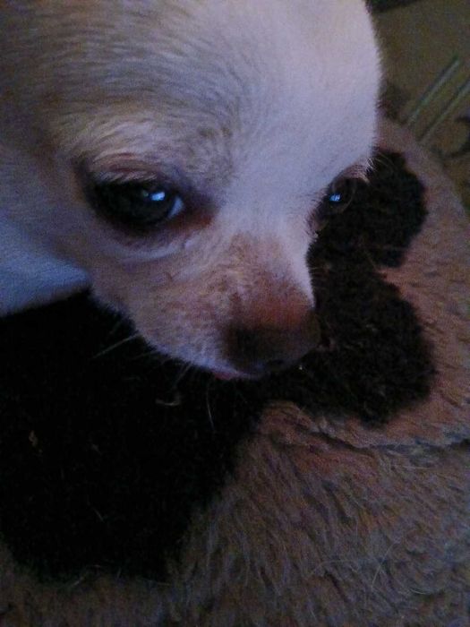 мышка и коврик zuoya