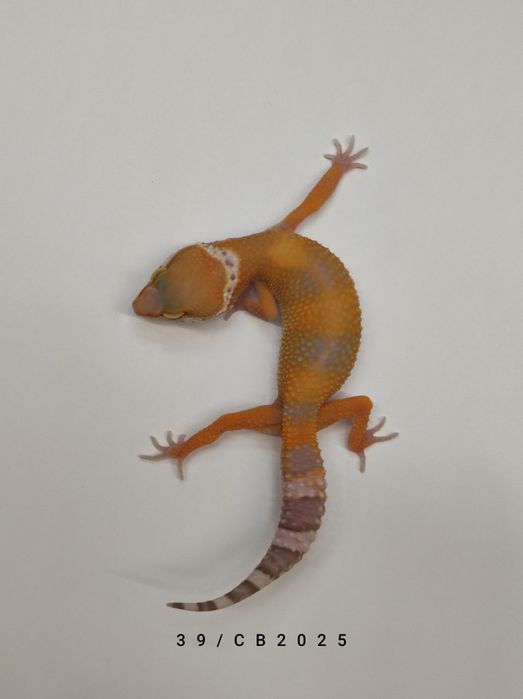 Gekon Lamparci Młode Samiczki Warszawa