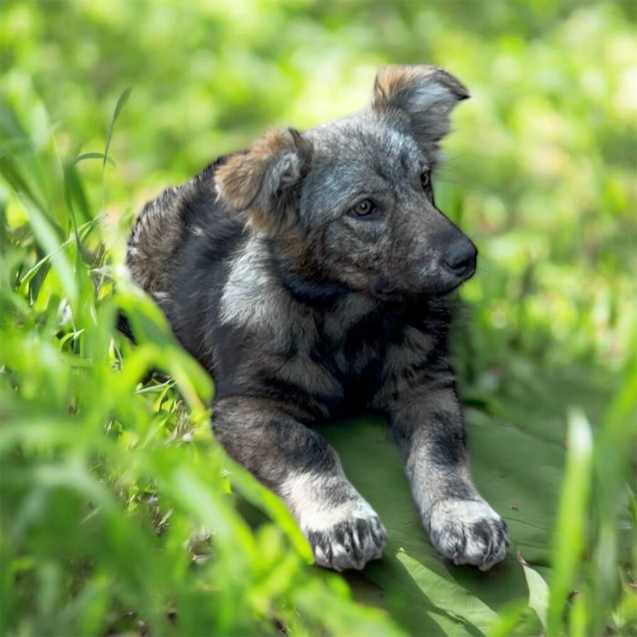 Гарна дівчинка у пошуках дому цуценя щенок