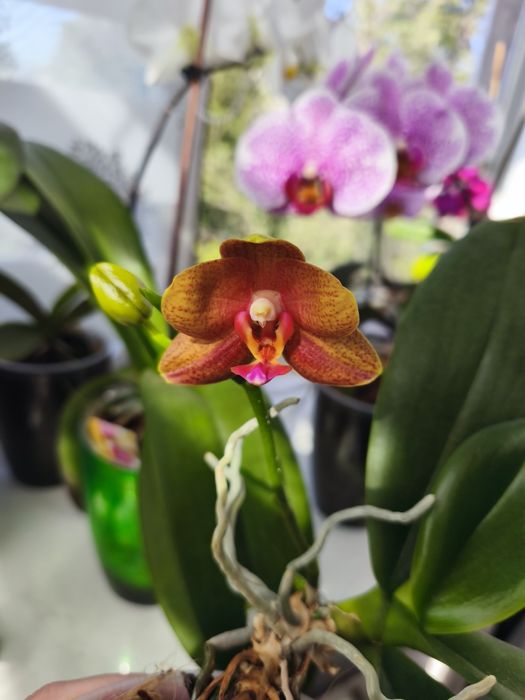 Продам домашні сортові орхідеі