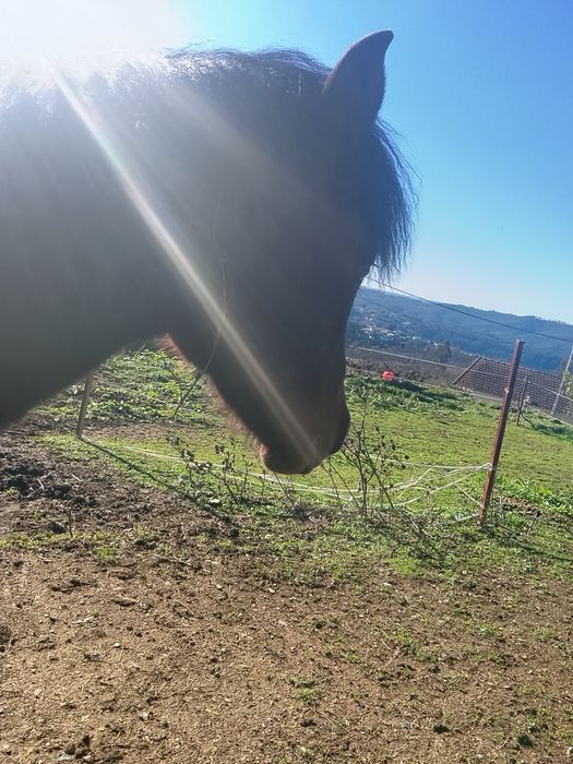 Cavalo macho de raça Garrano com cavalo inglês