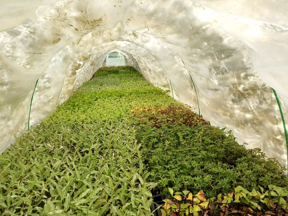 Бересклет, Хакуро нішікі, Форзиція, Лапчатка, Дейція, Роза, Туя