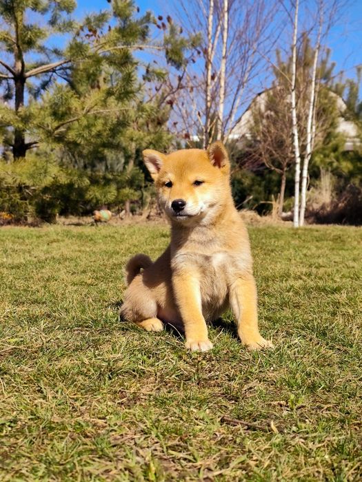 Яскравий Шиба/ Сіба Іну хлопчик