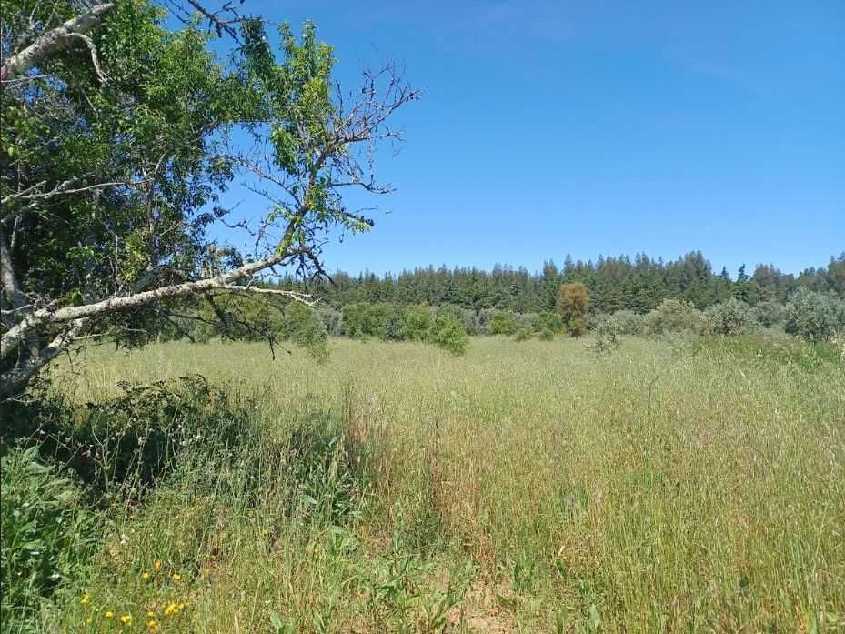 Terreno para construção: 1,2 ha Rego da Murta - Ferreira do Zêzere