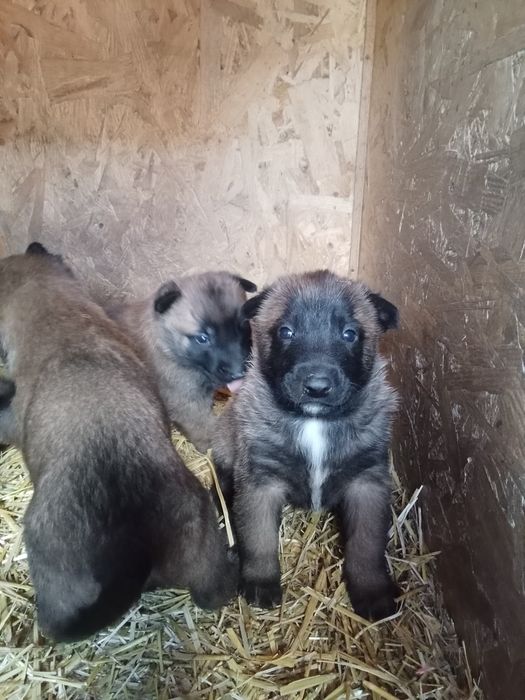 Бельгійська вівчарка малінуа
