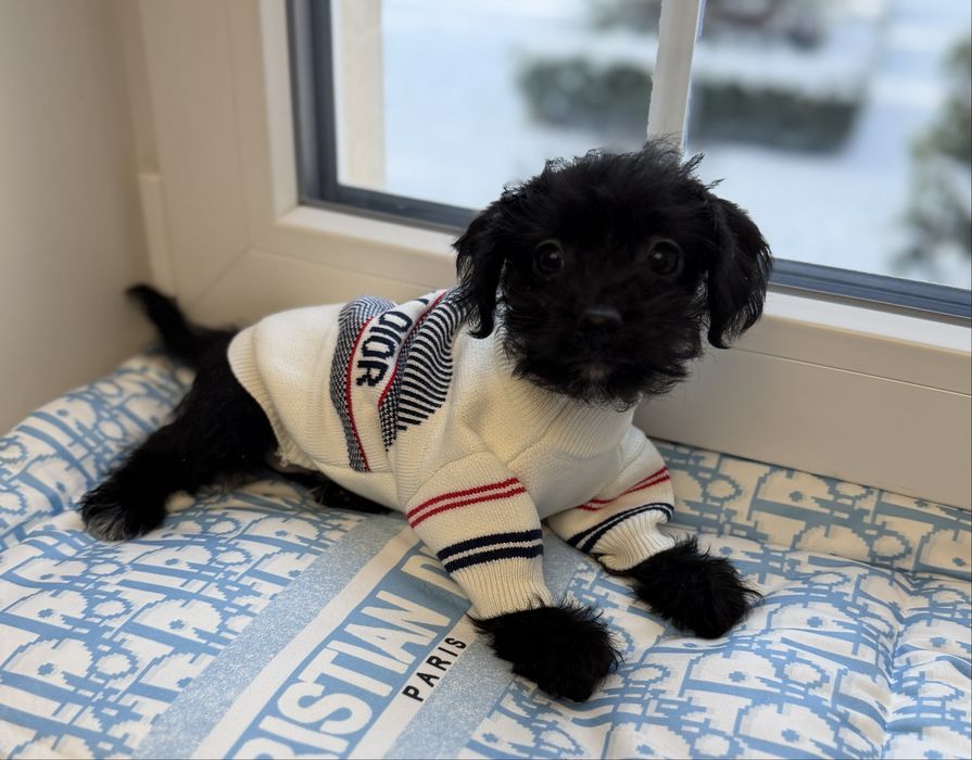 Мальтипу F1 -Слишком хорош чтобы долго ждать