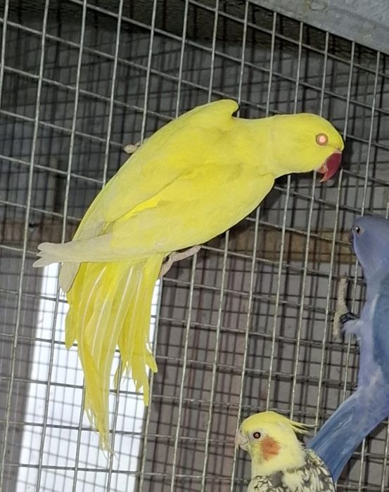 Aleksandretta aleksandretty mlode 25r zielone żółte niebieskie