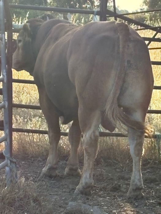 Vacas touro limousino