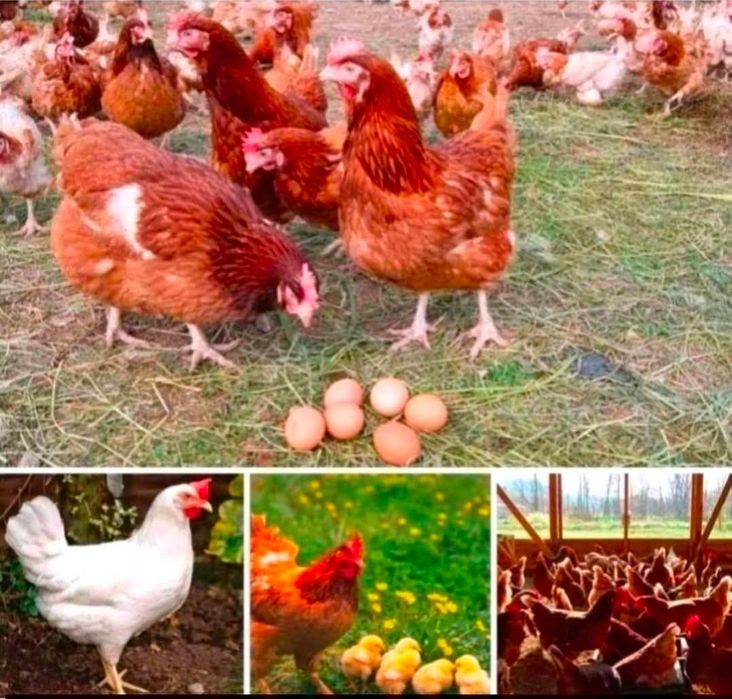 Несушка курка несеться продам курей