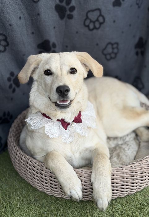 Лабродор дівчинка цуценя