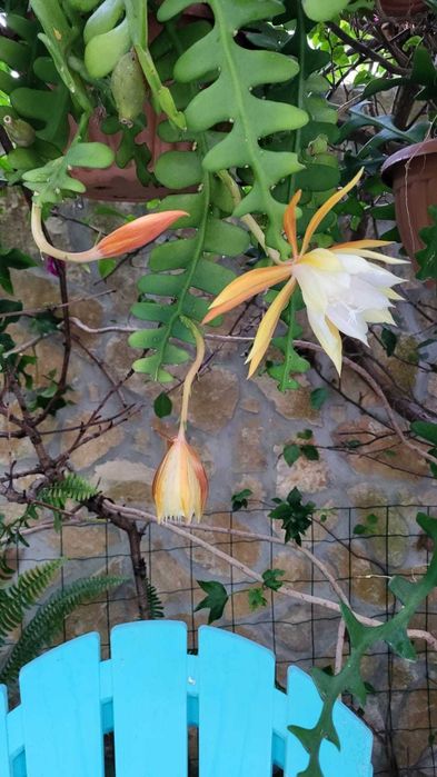 Planta natural espinha-de-peixe Branca/Vermelha