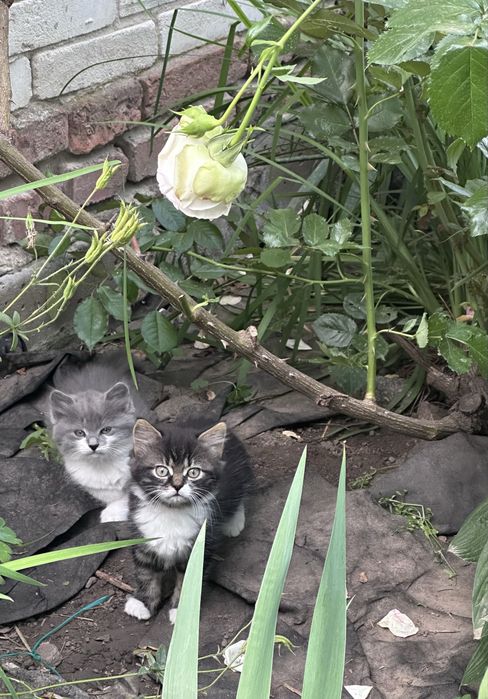 Кошенята в добрі руки