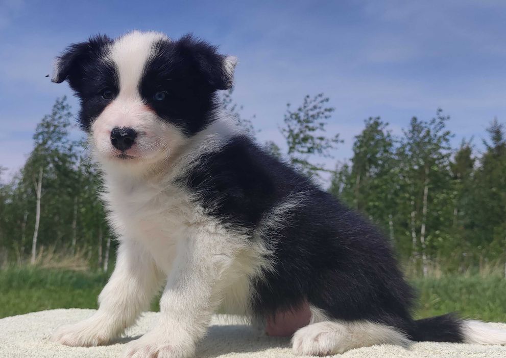 Piękny piesek YODA Border Collie z hodowli, pełna dok.