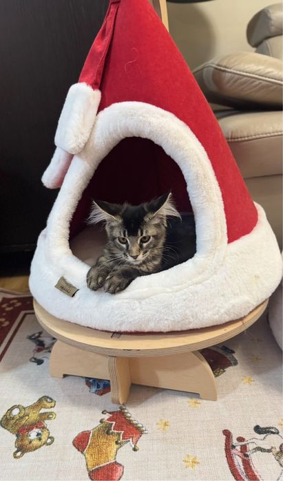 Kotka  Maine coon FPL