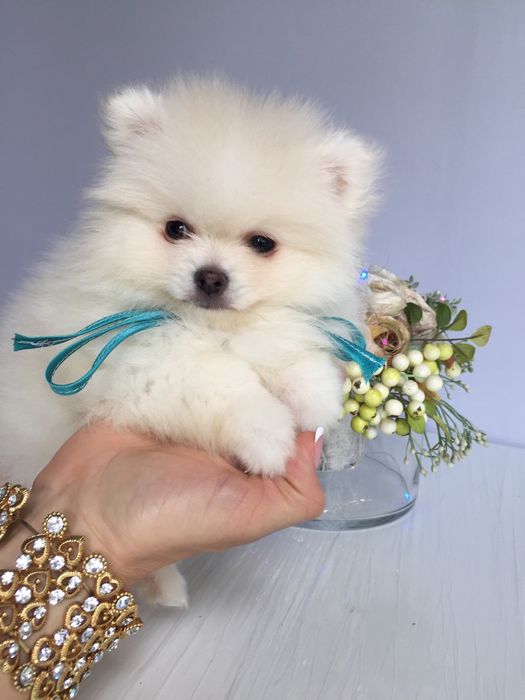 Неймовірні Шпіци VIP  Хлопчики та Дівчатка