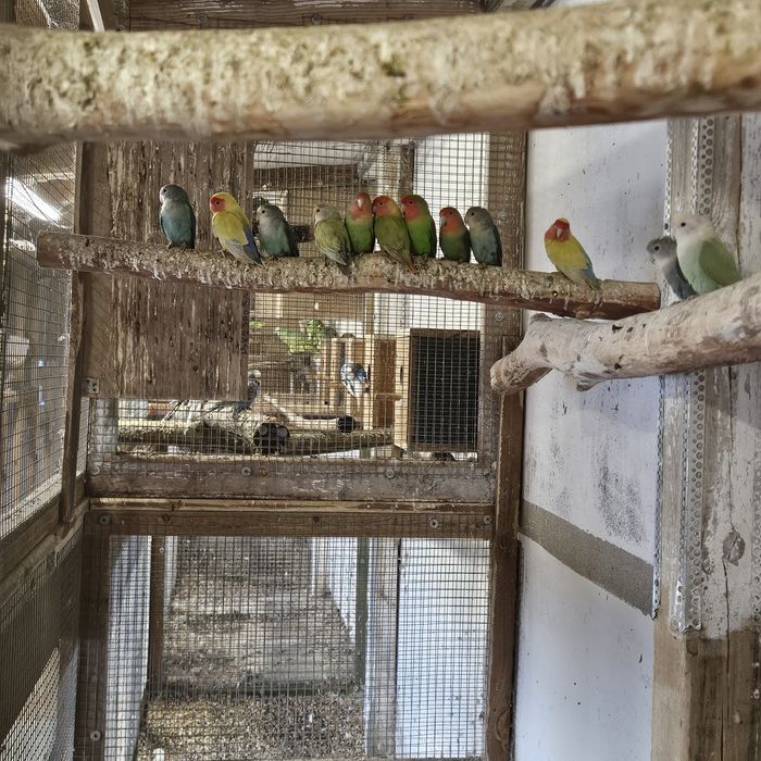 Nierozłączki papugi