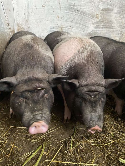 В'єтнамські  свині. Ціна договірна.