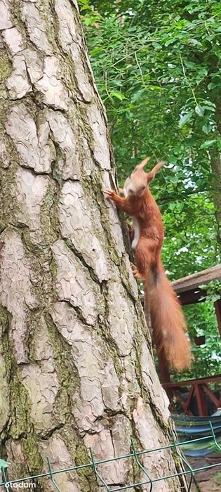 Domek letniskowy nad Zalewem Koronowskim <CENA POSEZONOWA>
