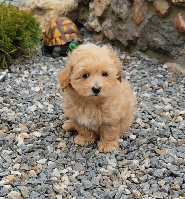 Карамельний мальтіпушка