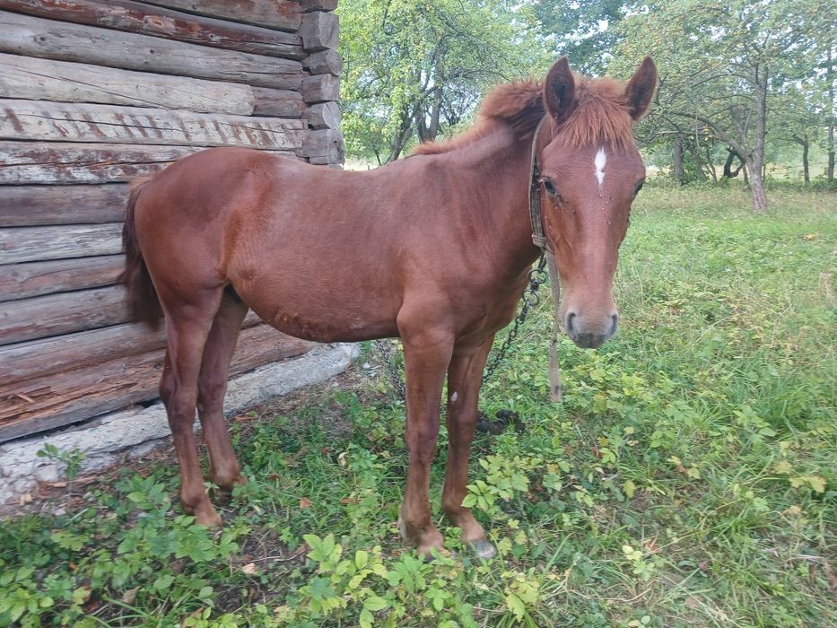 Продам лоша вік один рік