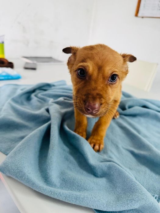 Caezinho com 2 meses para adoção