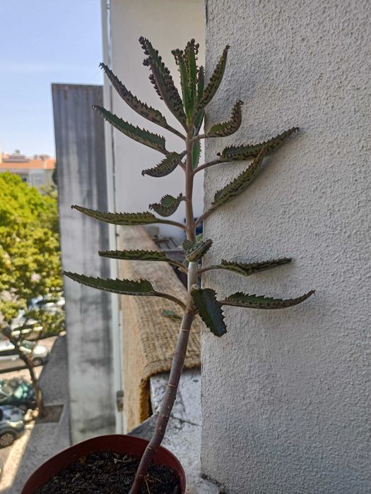 Planta mãe-de-mil (Kalanchoe daigremontiana)