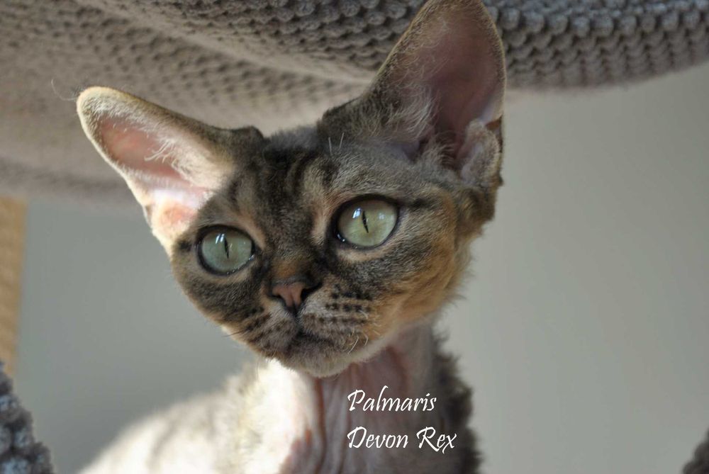 Devon Rex - dorosła kotka
