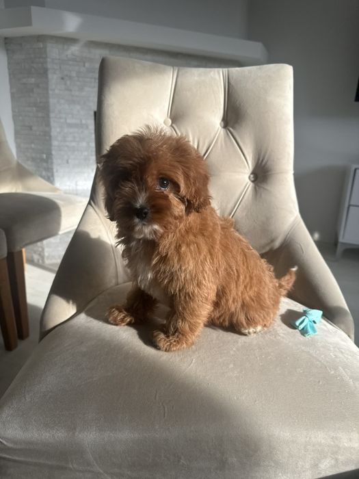 Cudowny chlopiec Cavapoo