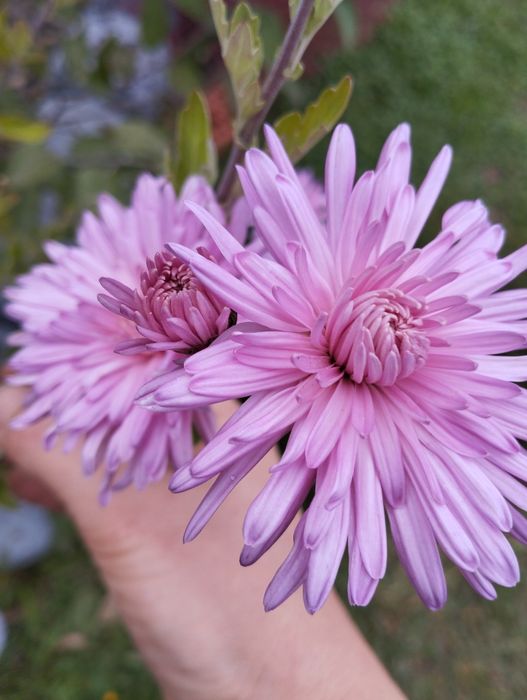 Продам хризантеми