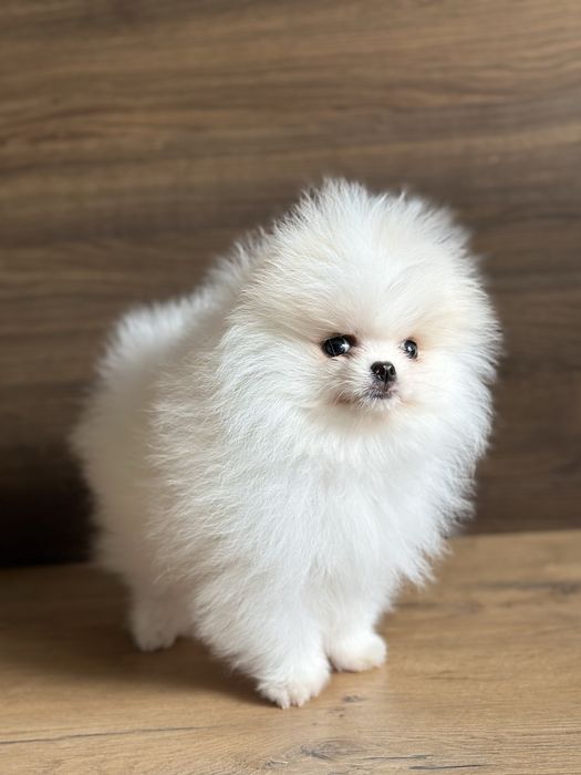 POMERANIAN szpic miniaturowy  miś :)