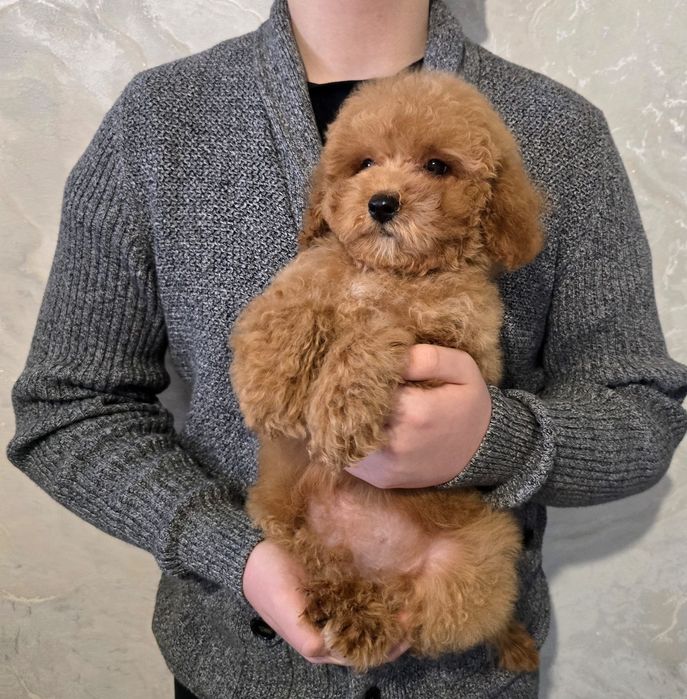 Кучерявый хлопчина