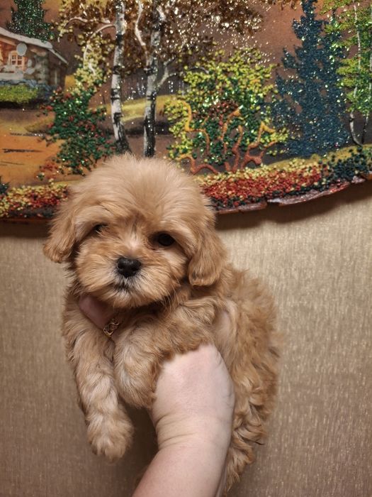 Малышка Мальтипу ф1 Мини размера!