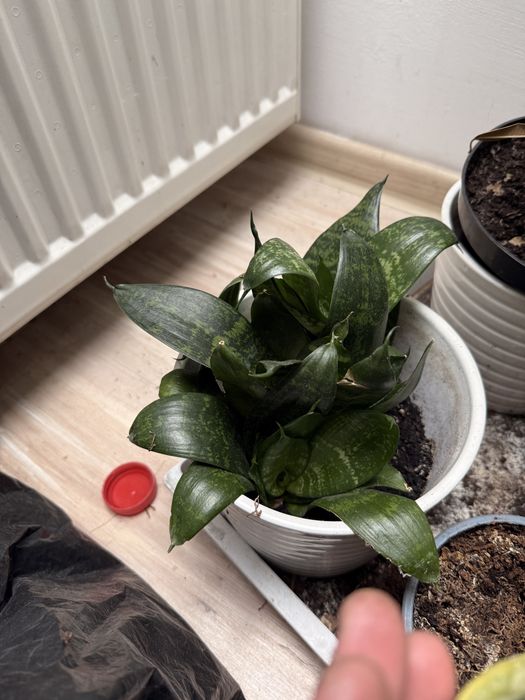 Kwiaty domowe Difenbachia, reo meksykańska, Sansewieria, Maranta
